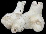 Unique, Agatized Fossil Coral Geode - Florida #60259-3